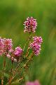 Bruckenthal-hanga (Bruckenthalia spiculifolia)