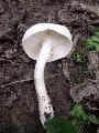 Csigagomba (Hygrophorus sp.)