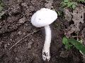 Csigagomba (Hygrophorus sp.)