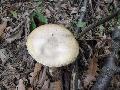 Gyilkos galca (Amanita phalloides)