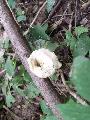 Likacsosgomba (Polyporus sp.)