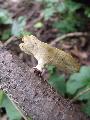 Likacsosgomba (Polyporus sp.)