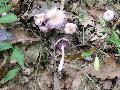 Lila pnzecskegomba (Laccaria amethystina)