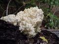 Petrezselyemgomba (Hericium coralloides)