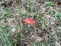 Piros galambgomba (Russula rosacea)