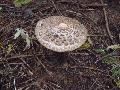 Pirul nagyzlbgomba (Macrolepiota rhacodes)