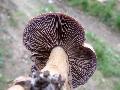 Pkhlsgomba (Cortinarius sp.)