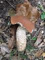 Tlgyfa rdestinru (Leccinum yuercinum)