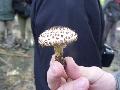 Tsks zlbgomba (Lepiota aspera)