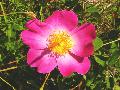 Rosa_gallica_Salamon_hegy