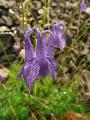 Aquilegia_nigricans_ssp__subscaposa_B_lav_r