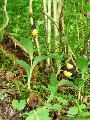 Cypripedium_calceolus_rd_ng_sv_lgy