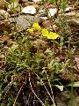 Helianthemum_rupifragum_B_lav_r