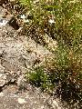 Dianthus_petraeus_ssp_orbelicus_Intregalde
