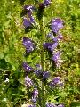 Echium_vulgare_Fels_pods_ga