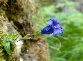 Gentiana clusii