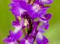 Orchis laxiflora subsp. elegans