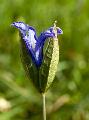 Clematis integrifolia