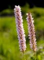 Polygonum bistorta