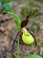 Cypripedium calceolus